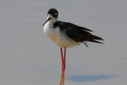 260IMG_2864