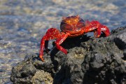 274IMG_1202