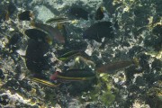 278IMG_1680