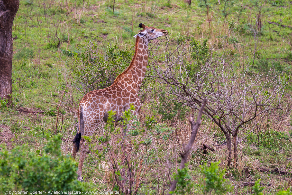 185IMG_7566