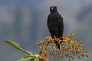 620IMG_5278