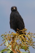 620IMG_5299