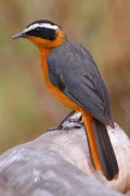 620IMG_5336